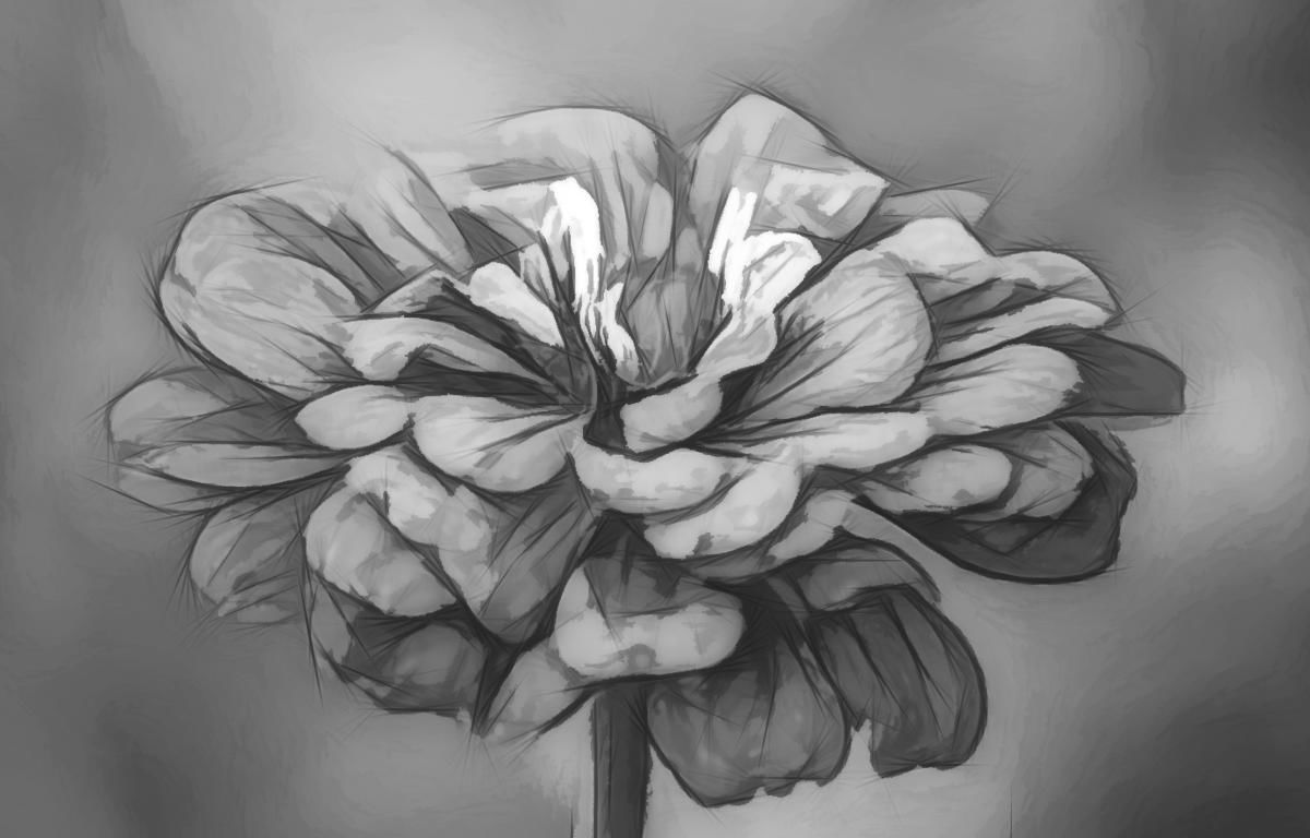 Cyndy Thorn: Sketched Zinnia